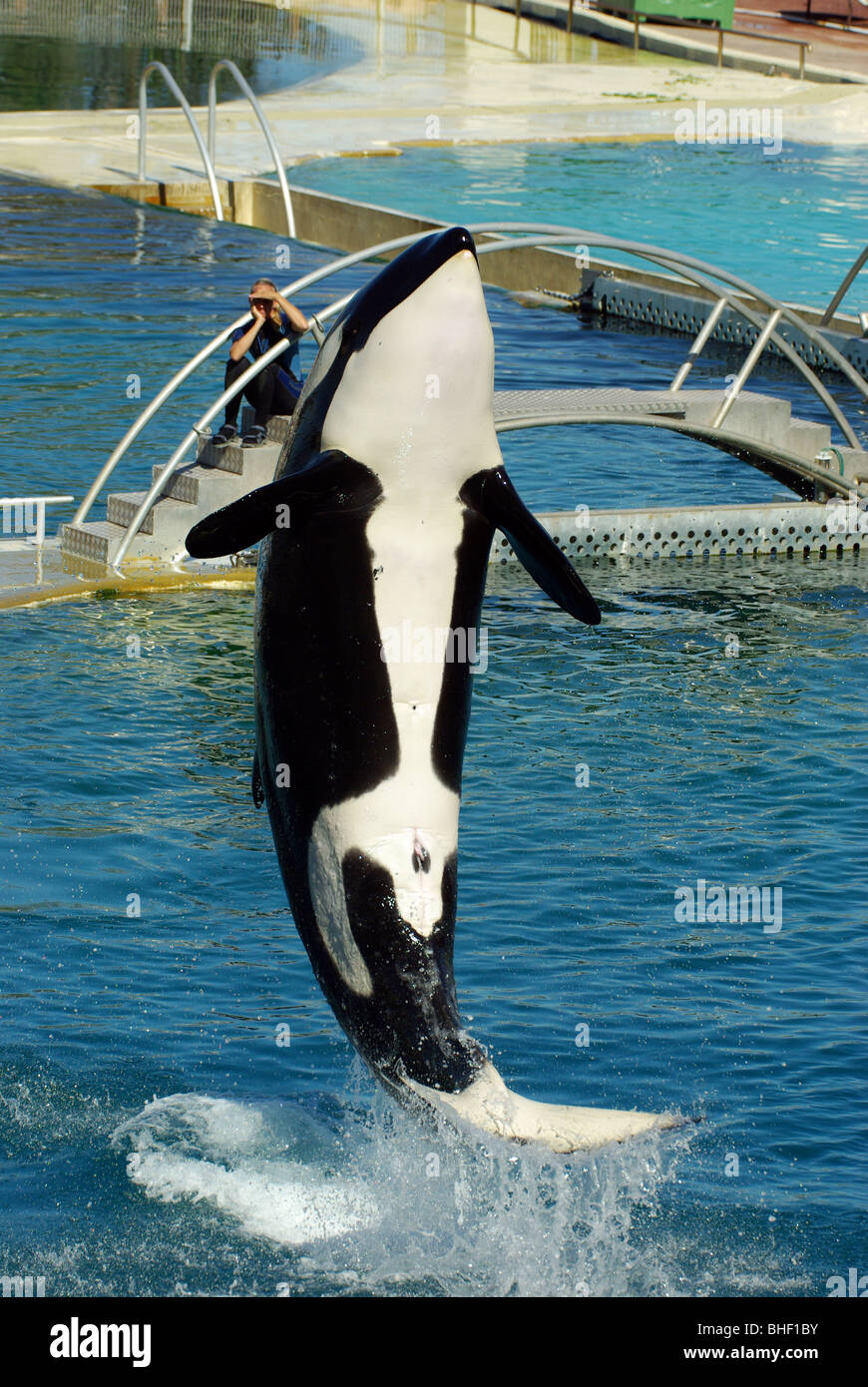L'orque à Marineland Antibes (06) Banque D'Images