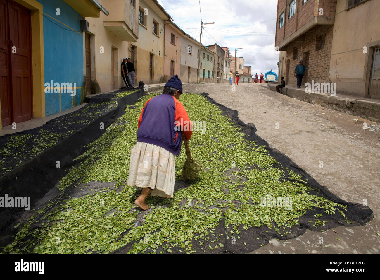 Bolivie : la culture de la Coca Banque D'Images