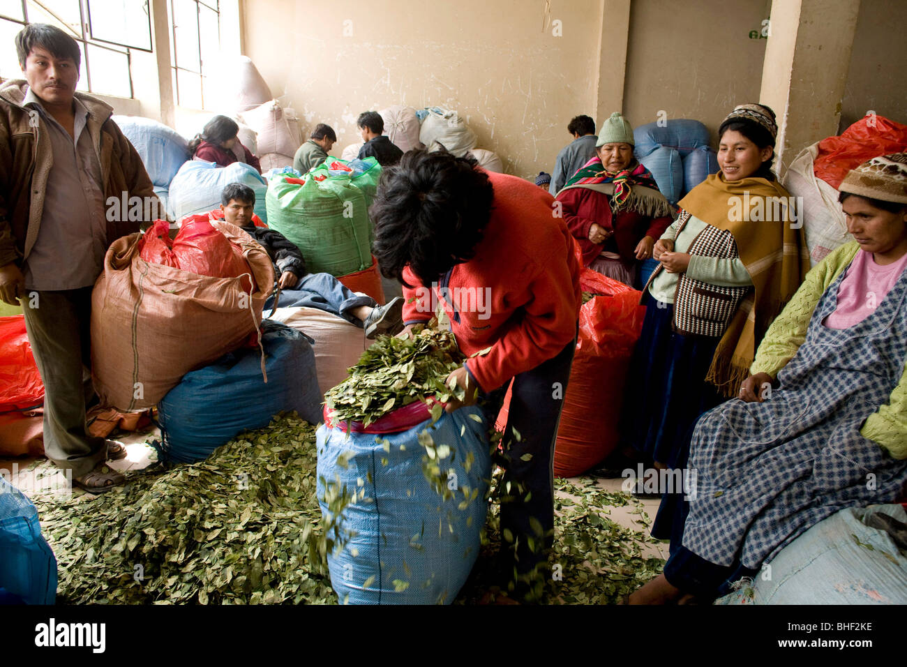 Bolivie : la culture de la Coca Banque D'Images