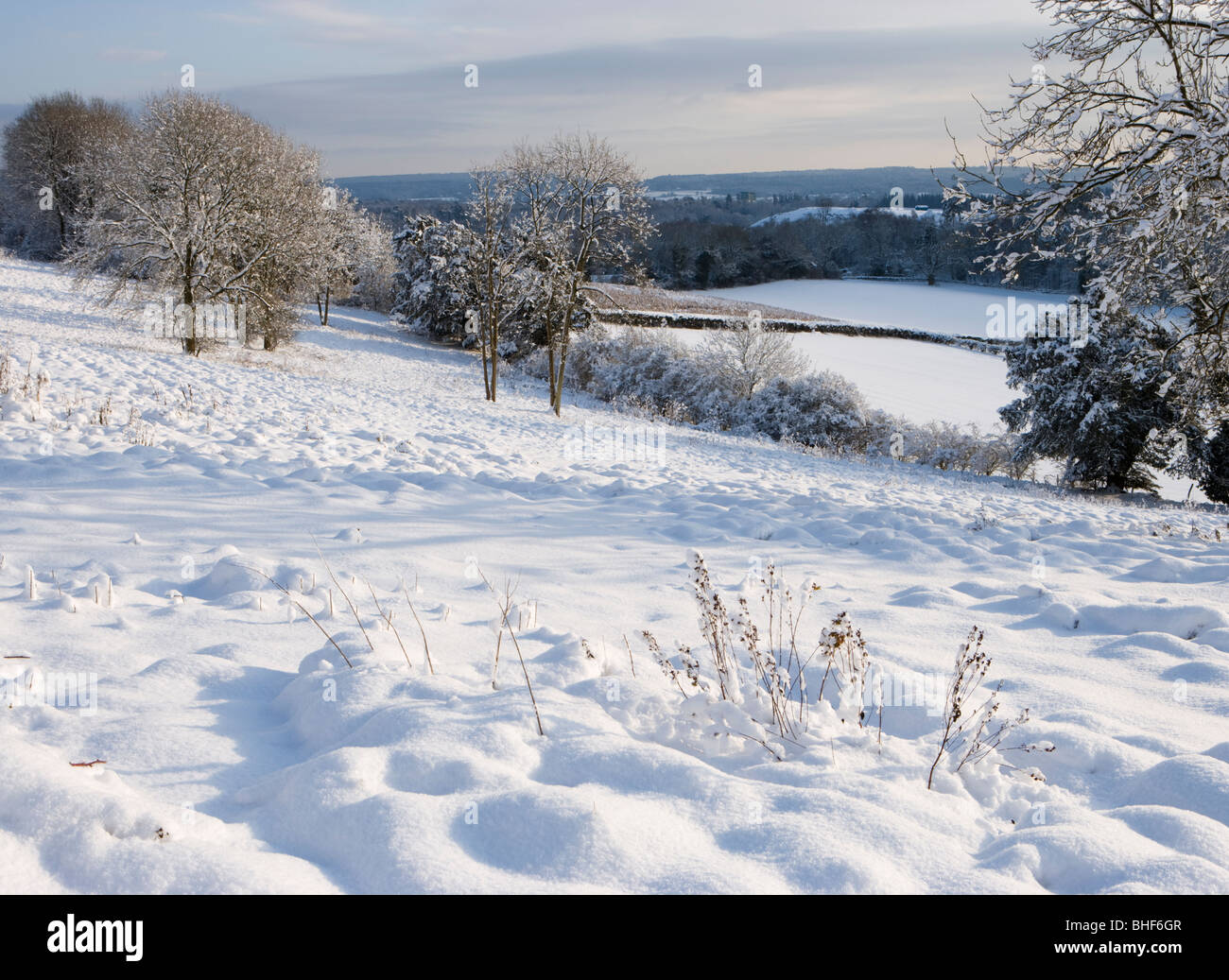 L'hiver à Newlands Corner près de Guildford, Surrey, UK. Banque D'Images