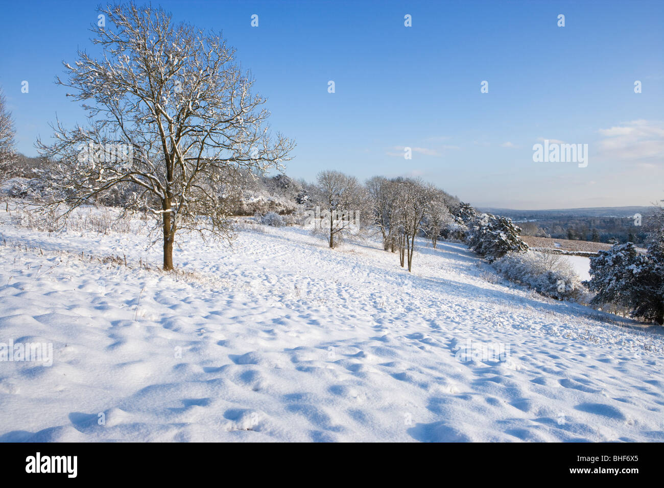 L'hiver à Newlands Corner près de Guildford, Surrey, UK. Banque D'Images