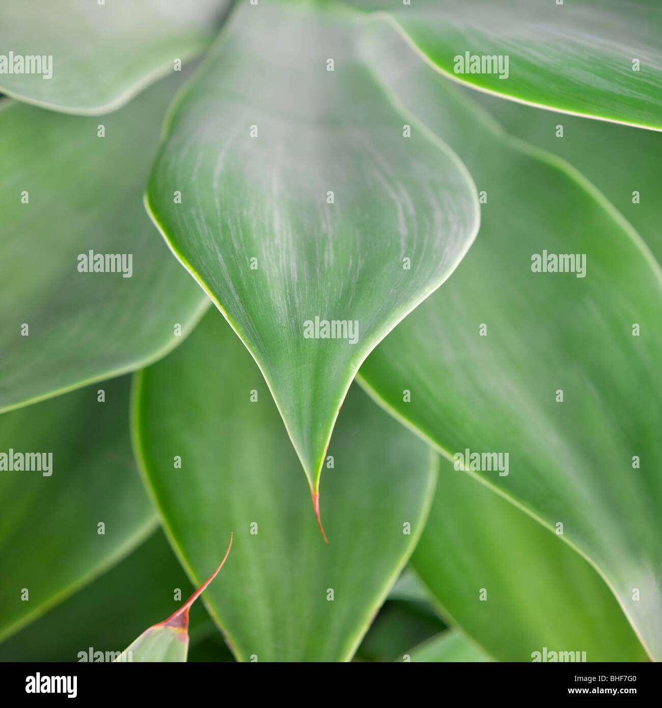 Close up de feuilles d'Agave attenuata dans de beaux,lumière douce Banque D'Images