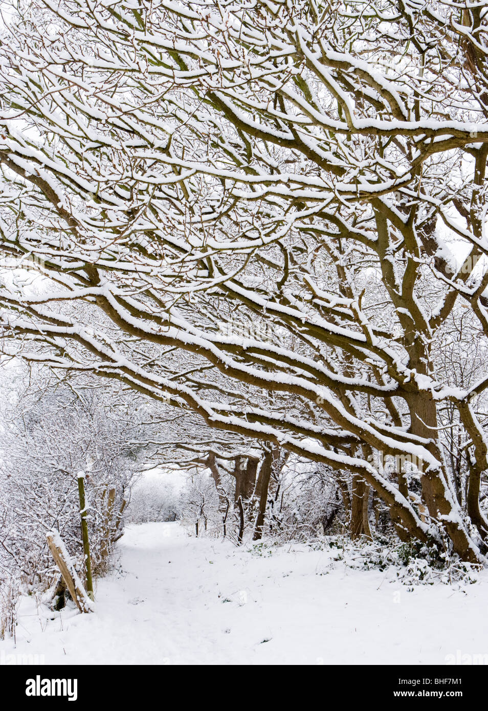 Chemin sous la neige laden arbres. Envoyer, Surrey, UK. Banque D'Images