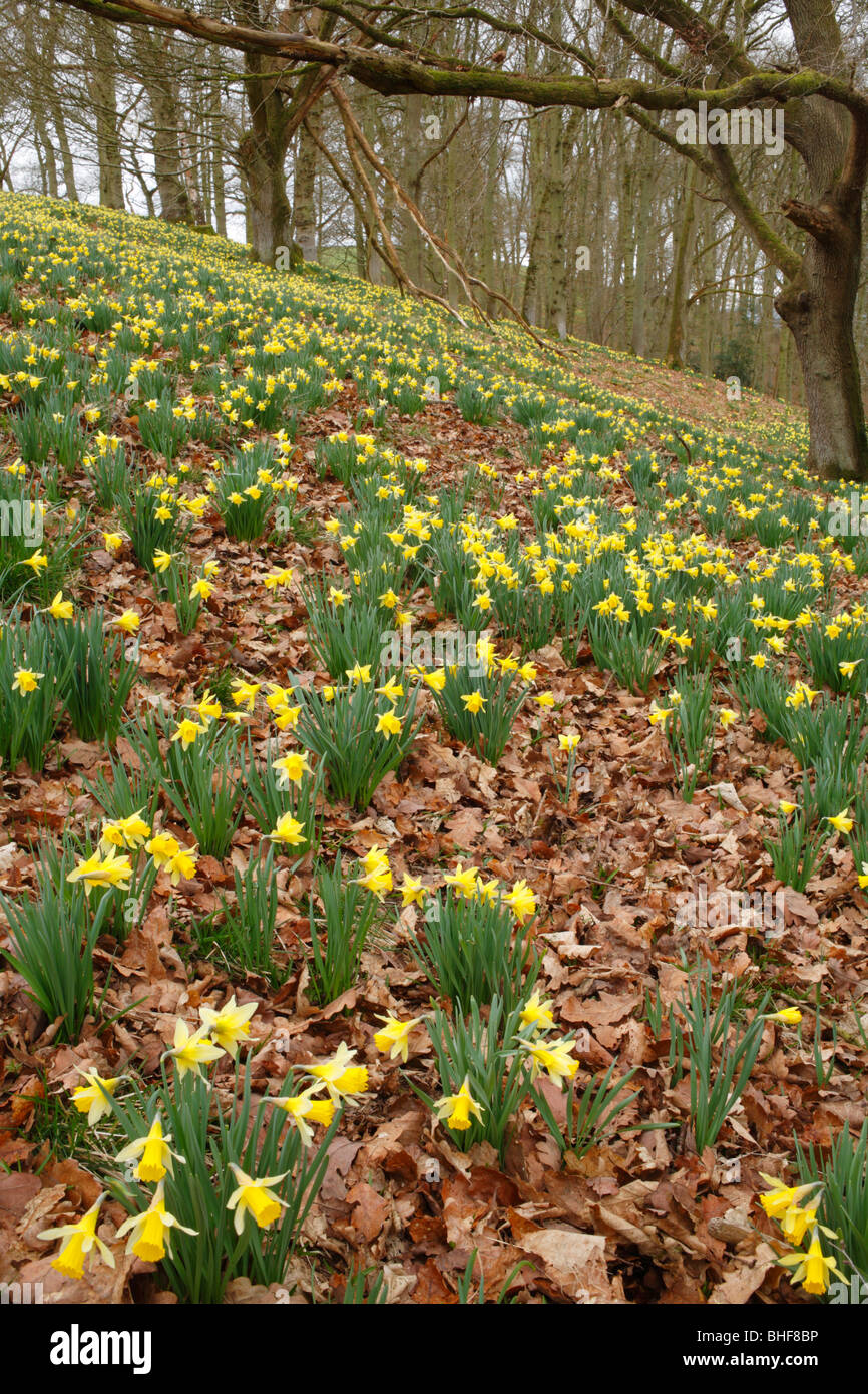 Les jonquilles sauvages (Narcissus pseudonarcissus) floraison dans les bois. Powys, Pays de Galles. Banque D'Images