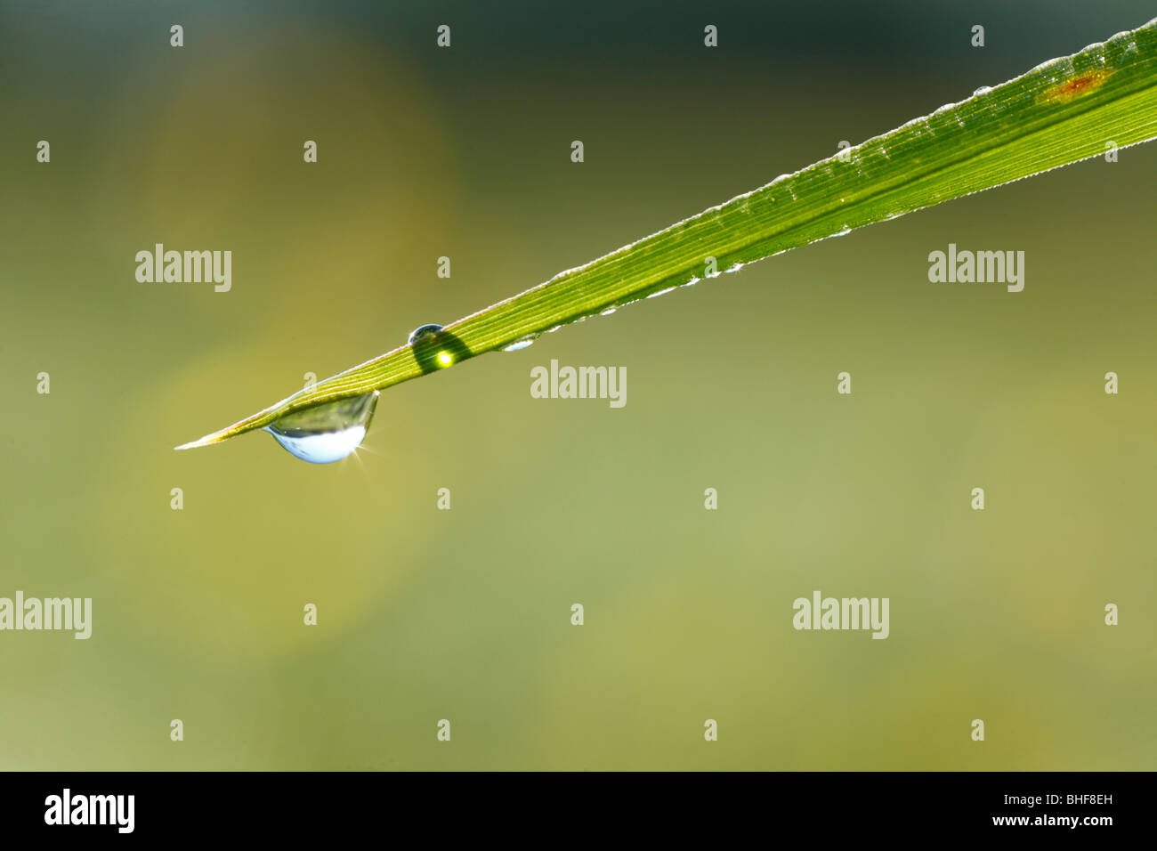 Goutte de rosée sur un brin d'herbe. Powys, Pays de Galles. Banque D'Images