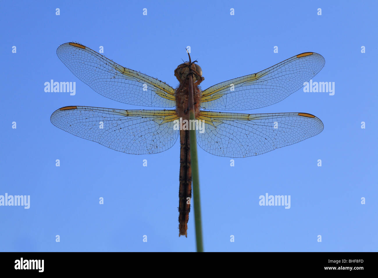 Skimmer carénées (Libellule Orthetrum coerulescens) se percher dans la matinée après une nuit de rosée. Powys, Pays de Galles, Royaume-Uni. Banque D'Images