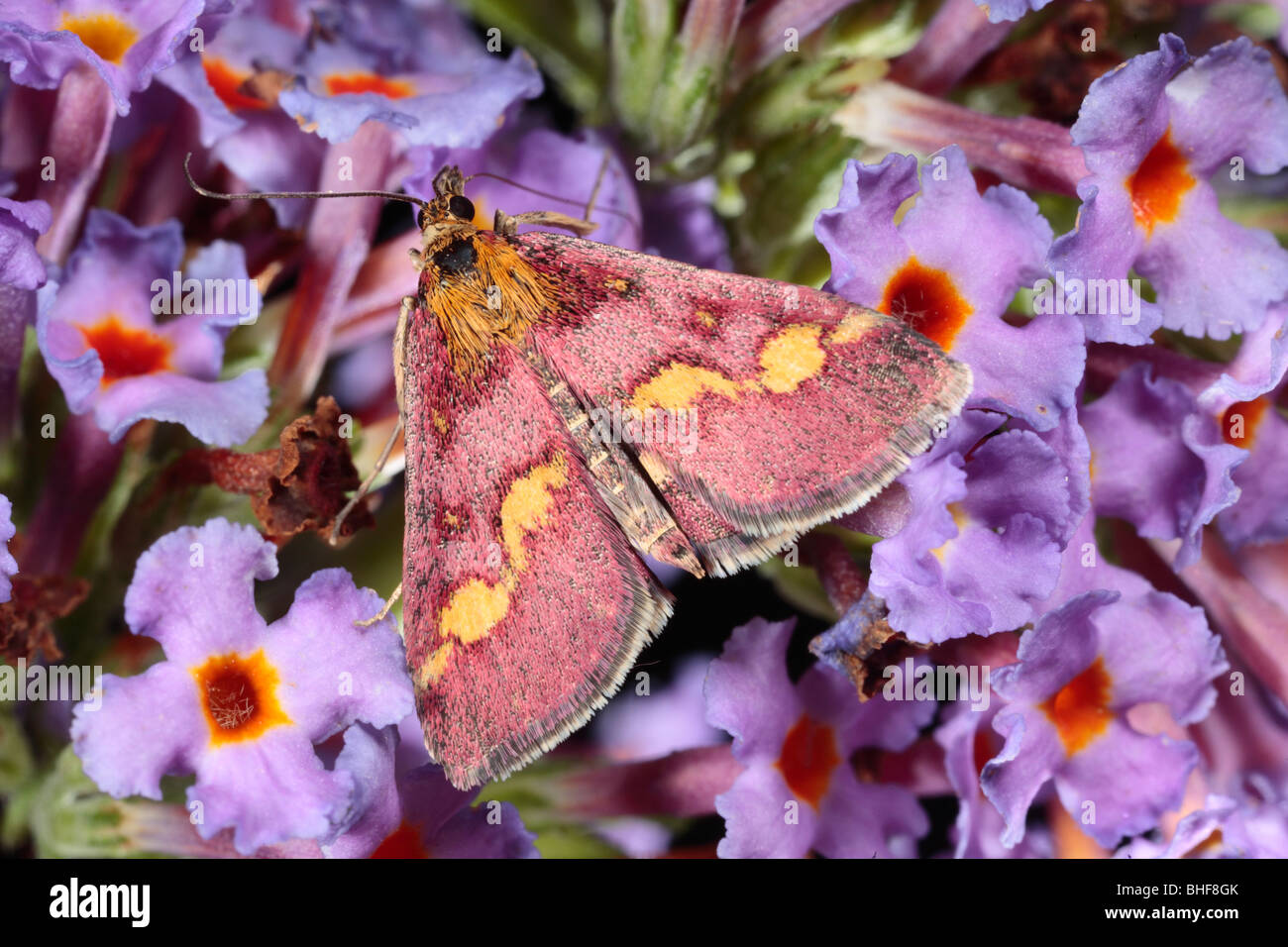 Papillon violet et or commun (Pyrausta purpuralis) Buddleia davidii sur l'alimentation. Powys, Pays de Galles. Banque D'Images