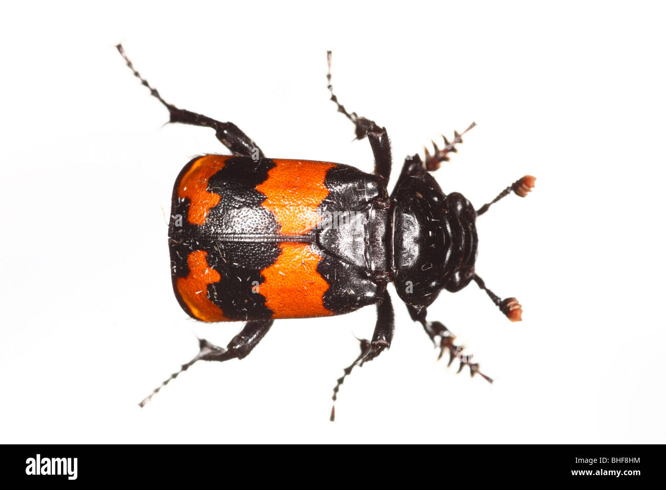 D'enfouir ou Sexton beetle (Nicrophorus investigator). Insecte photographié sur un fond blanc sur un studio portable. Banque D'Images