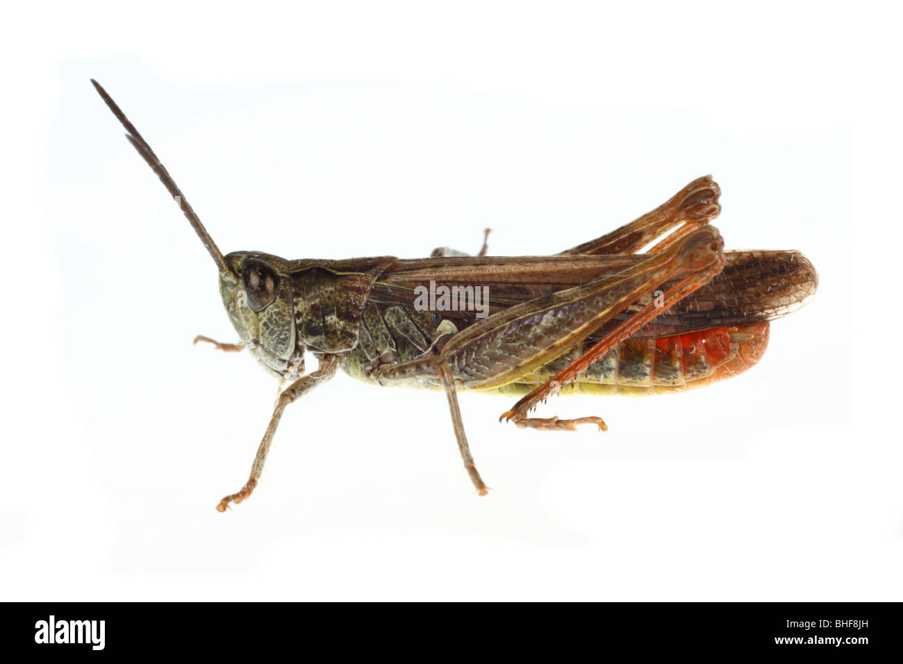 Champ mâle Chorthippus brunneus (sauterelles). Insecte photographié sur un fond blanc sur un studio portable. Banque D'Images