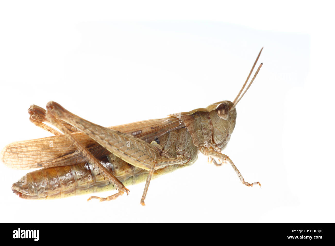 Champ femelle sauterelle (Chorthippus brunneus). Insecte photographié sur un fond blanc sur un studio portable. Banque D'Images
