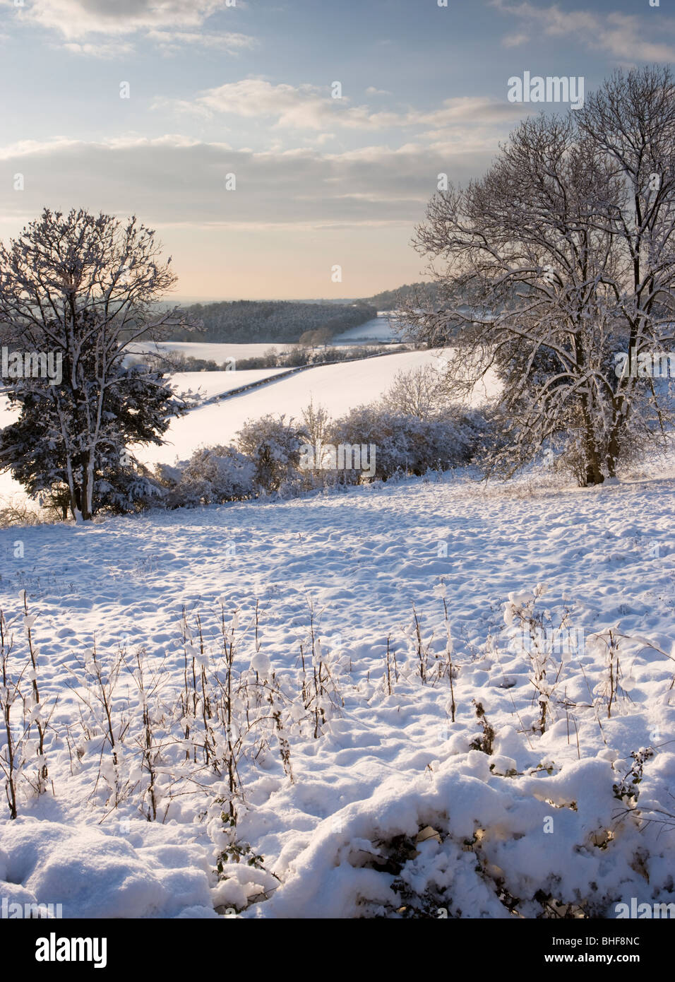 L'hiver à Newlands Corner près de Guildford, Surrey, UK. Banque D'Images