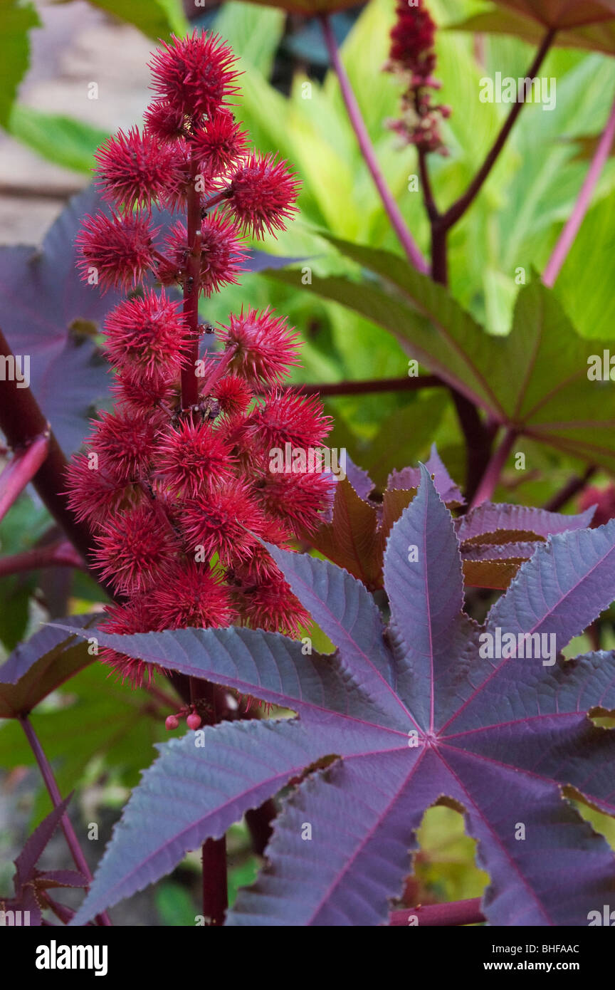Feuille de ricinus communis Banque de photographies et d’images à haute ...