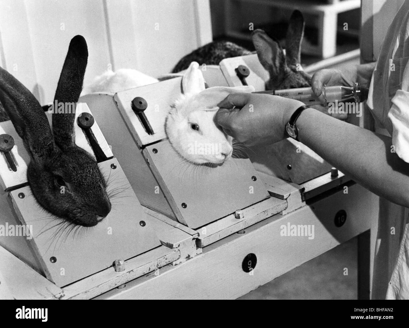 Médecine, recherche et développement, expérimentation animale, avec lapins, RDA, vers 1980, Banque D'Images