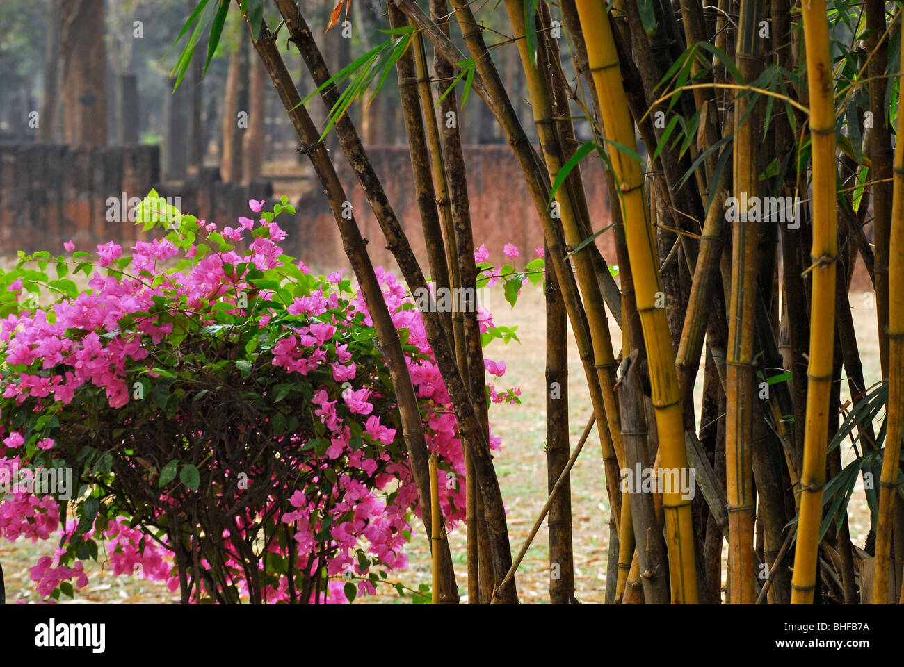 Bambou, Kamphaeng Phet, Aranyik, bambou, Thailande, Asie Banque D'Images