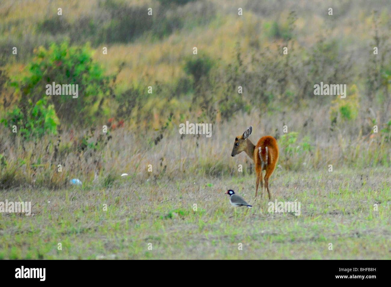 Cerfs dans le parc national de Khao Yai, Thaïlande, Asie, Khorat Banque D'Images