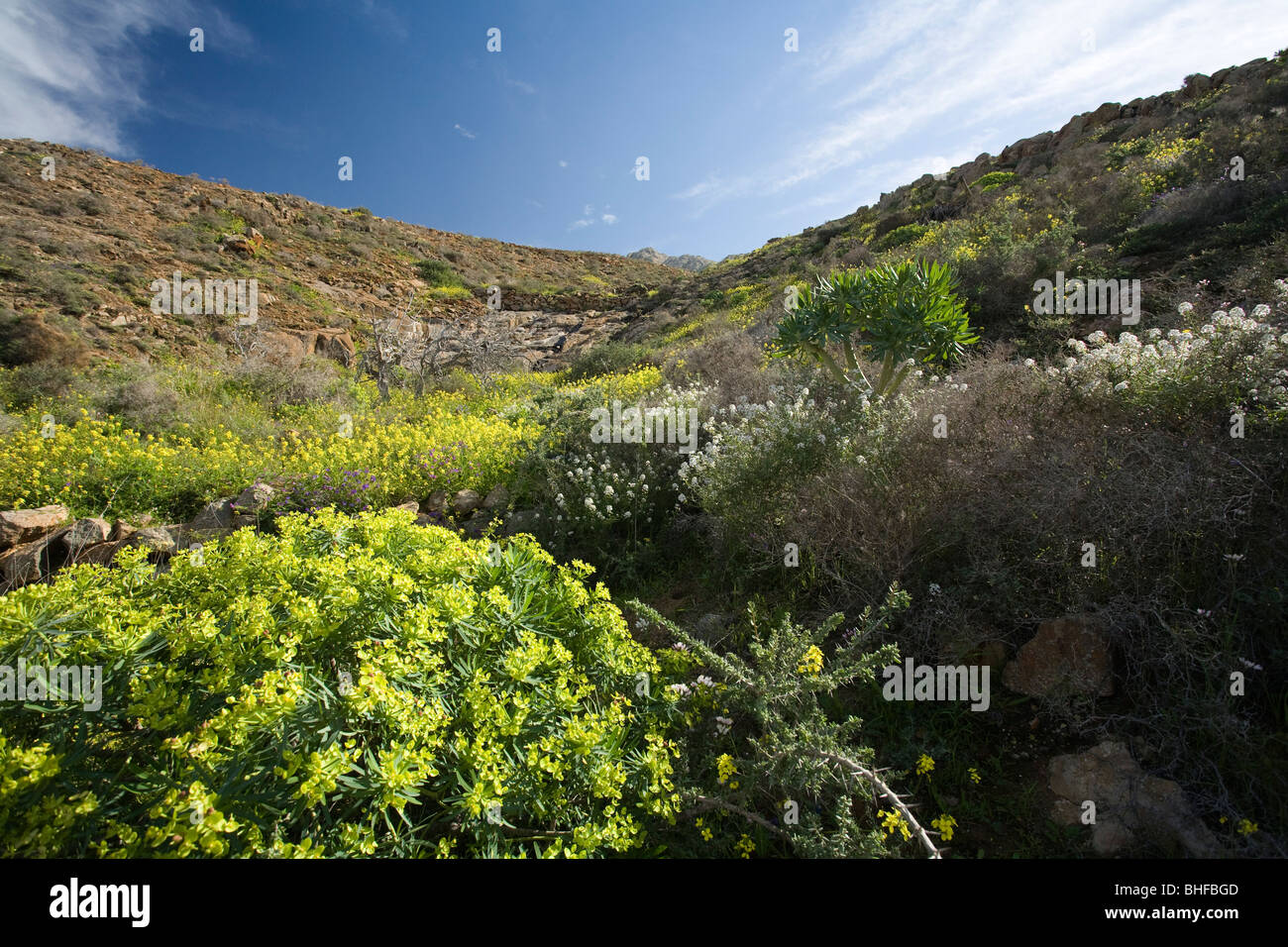 Fleurs dans une vallée de la lumière du soleil, parc naturel de Corralejo, Fuerteventura, Canary Islands, Spain, Europe Banque D'Images