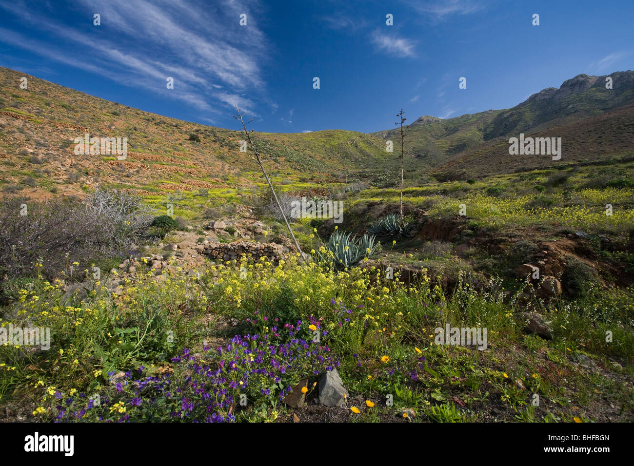 Fleurs dans une vallée sous le ciel bleu, parc naturel de Corralejo, Fuerteventura, Canary Islands, Spain, Europe Banque D'Images