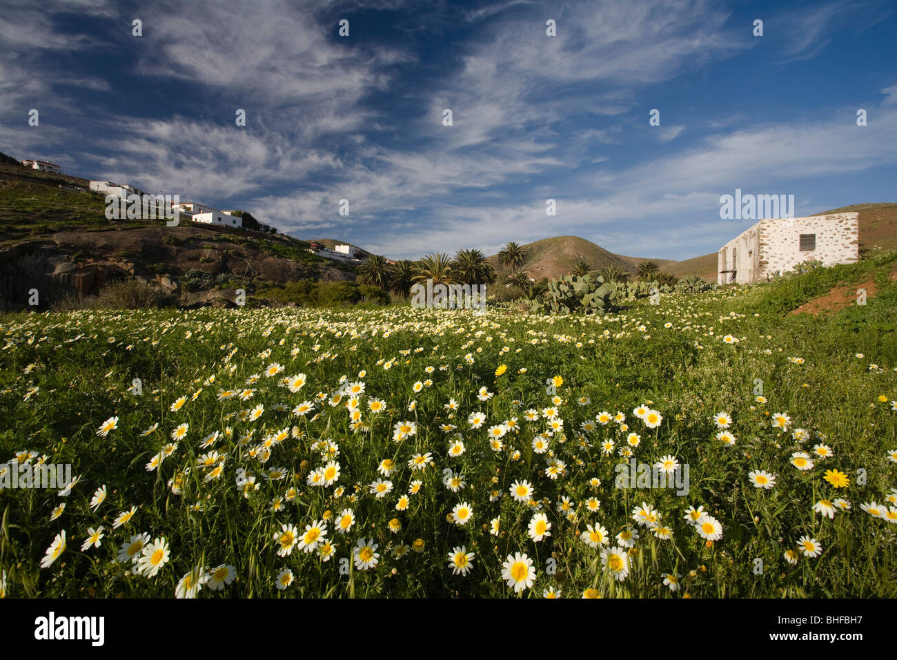 Pré des fleurs devant le village Betancuria dans la lumière du soleil, parc naturel de Corralejo, Fuerteventura, Îles Canaries, S Banque D'Images