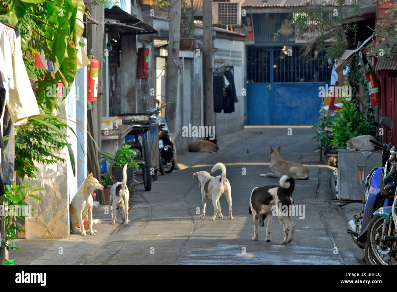 Les chiens dans une ruelle à Thonburi, Bangkok, Thailande, Asie Banque D'Images