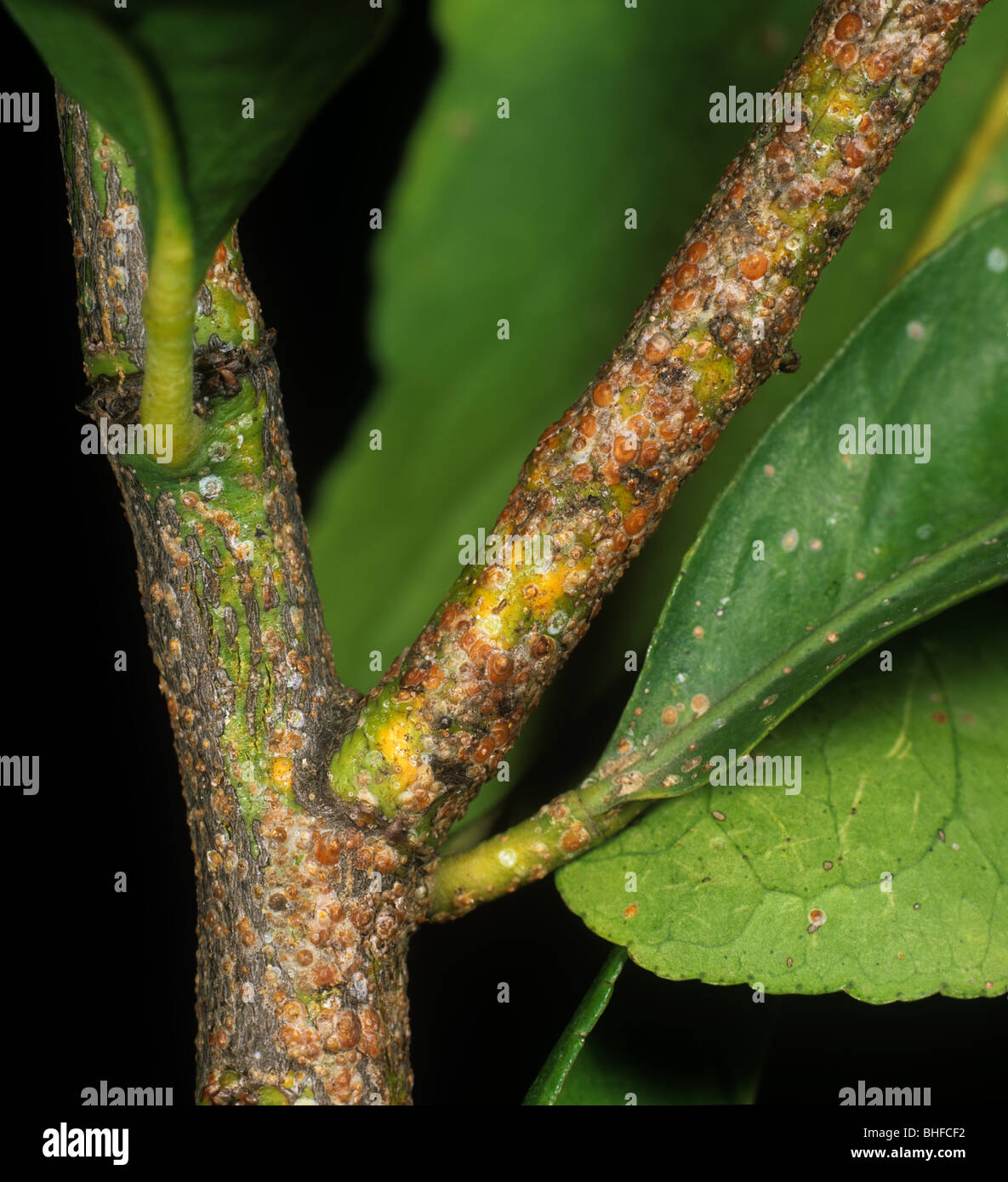 Cochenille rouge de Californie (AONIDIELLA AURANTII) Schéma d'infestation sur bois citron Banque D'Images