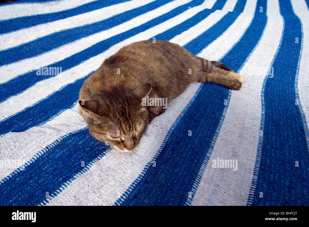 Sommeil de chat sur un tapis, Cinque Terre, La Spezia, Ligurie, Riviera Italienne, Italie, Europe Banque D'Images