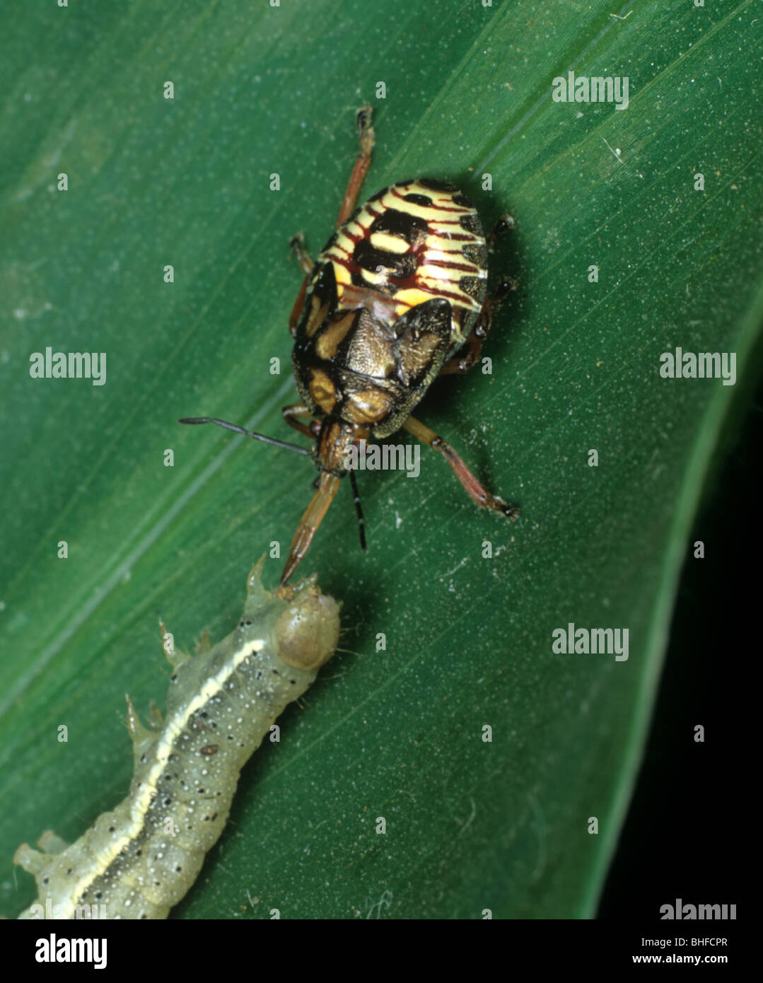 Petatomid prédateur Podisus maculiventris (bug) nymphe immatures se nourrissent d'une espèce de tomate Caterpillar Banque D'Images