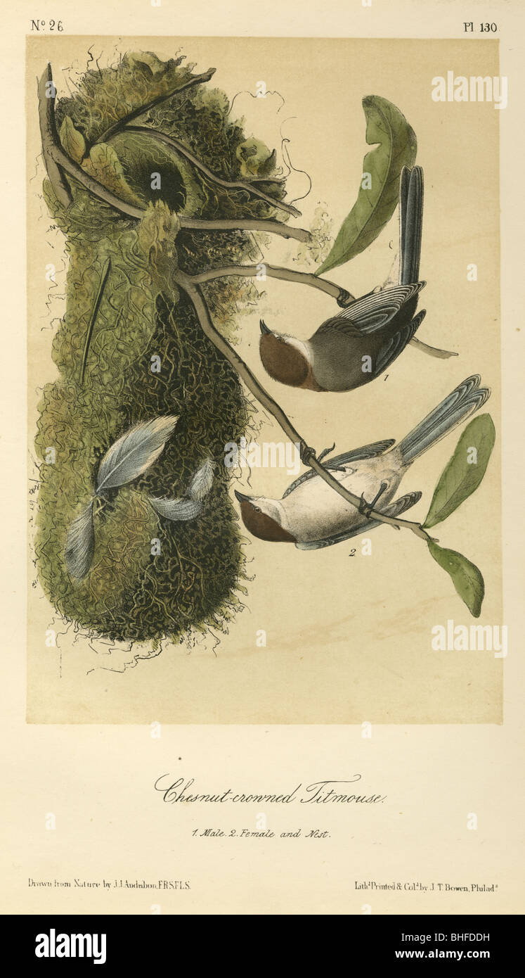 1856 Chestnut-Crowned Mésange lithographie de John James Audubon. Banque D'Images