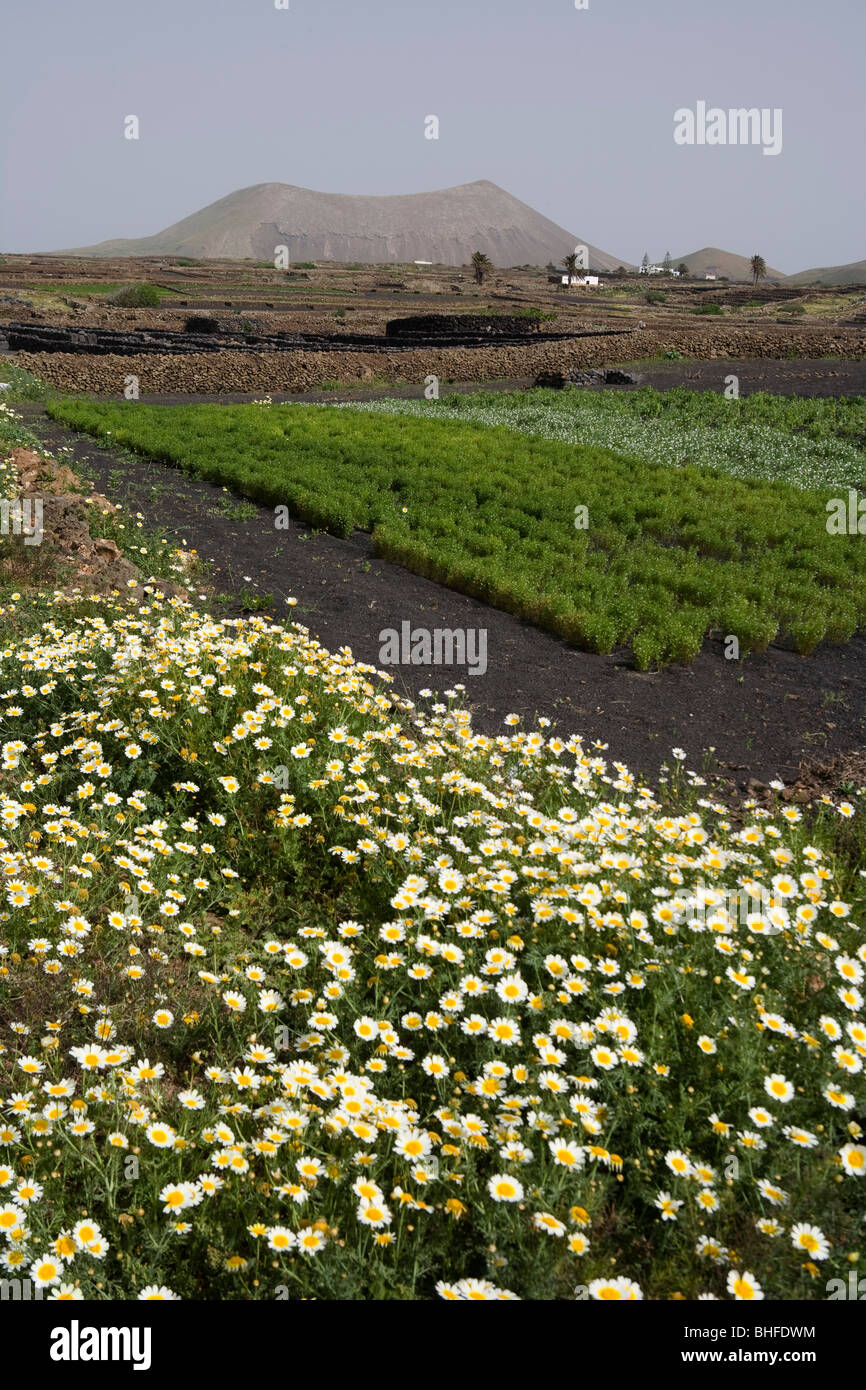 Champs de fleurs, lapilli prairie au printemps, volcan éteint, Montana, près de Tinguaton Tinache, Réserve de biosphère de l'UNESCO, Lanza Banque D'Images