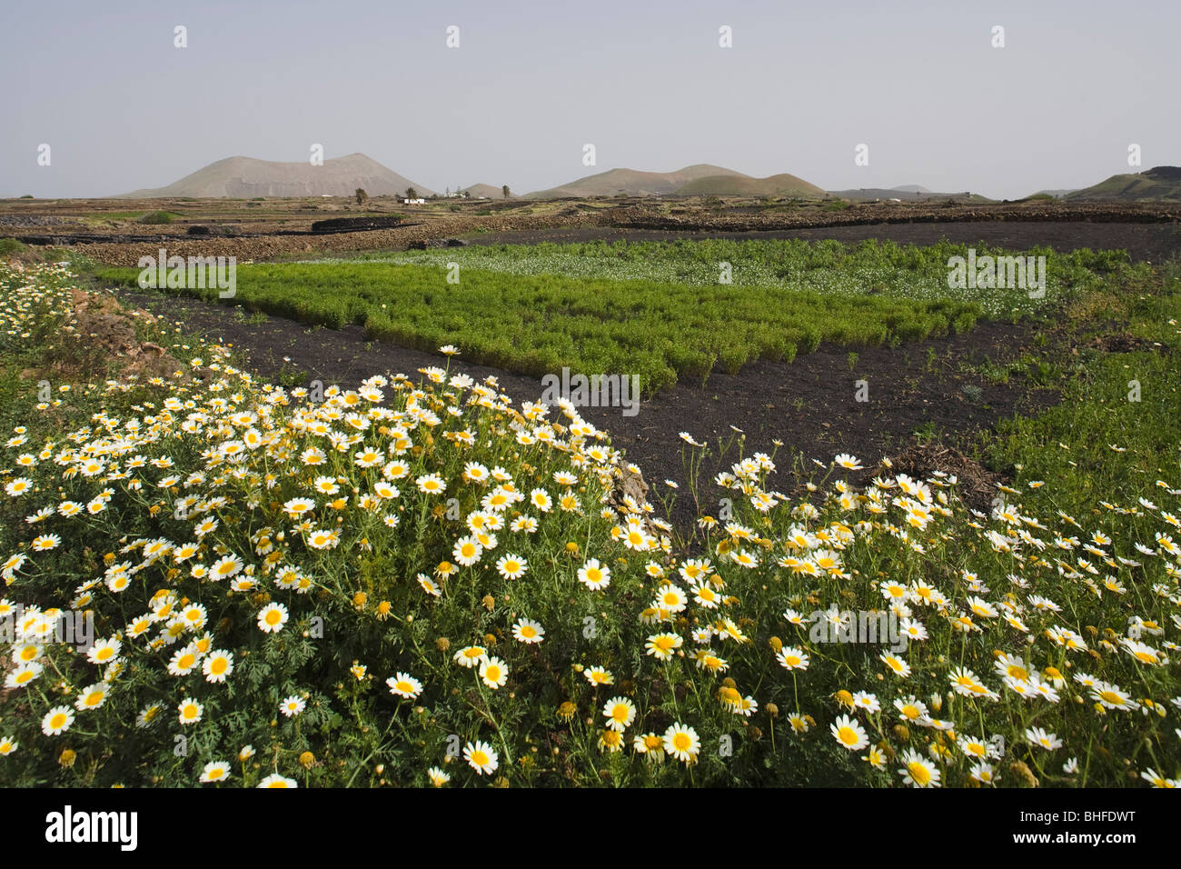 Champs de lapilli avec fleurs, fleurs du printemps, meadowin volcan éteint, Montana, près de Tinguaton Tinache, Réserve de biosphère de l'UNESCO, Banque D'Images