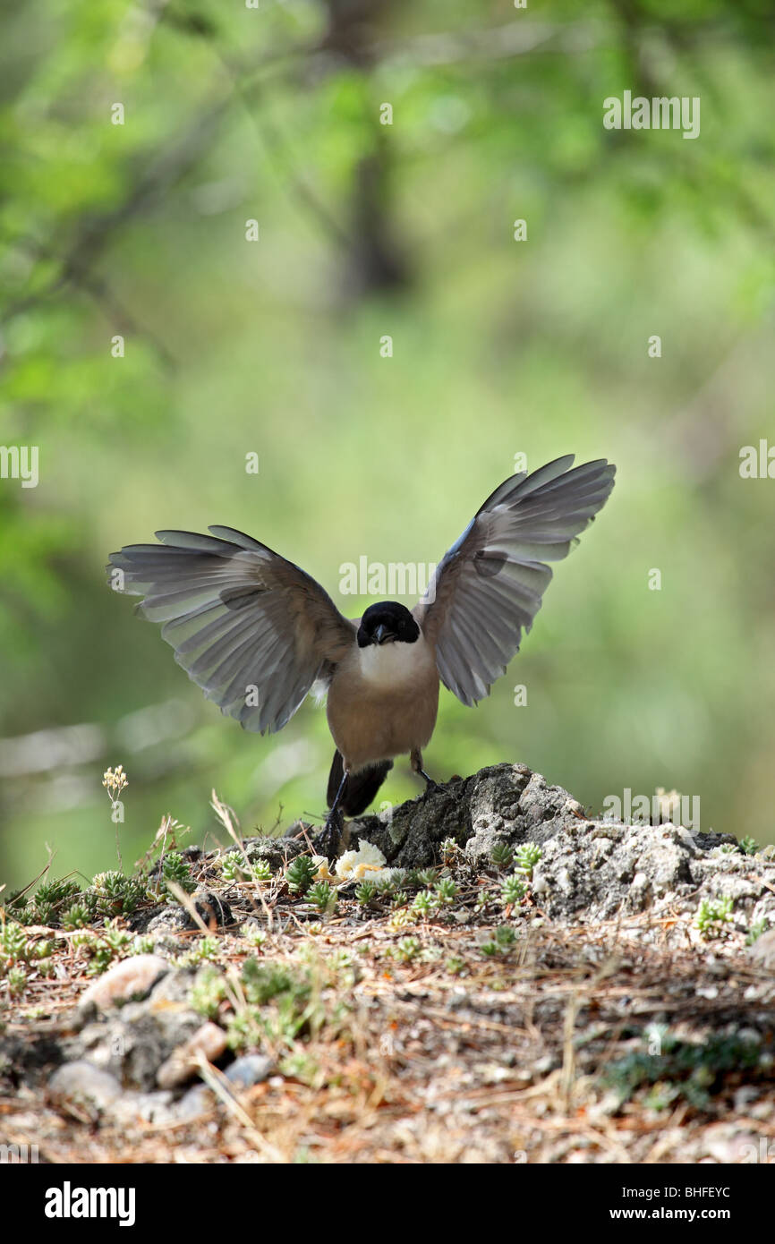 Magpie Cyanopica cyana d'azur ailé Parc National Monfrague Espagne Banque D'Images