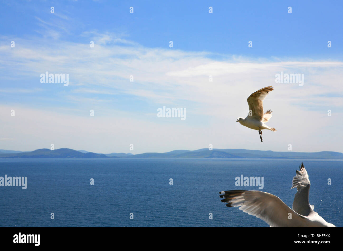 Les mouettes en vol sur la baie de Dingle, Slea Head, péninsule de Dingle, comté de Kerry, côte ouest, Irlande, Europe Banque D'Images