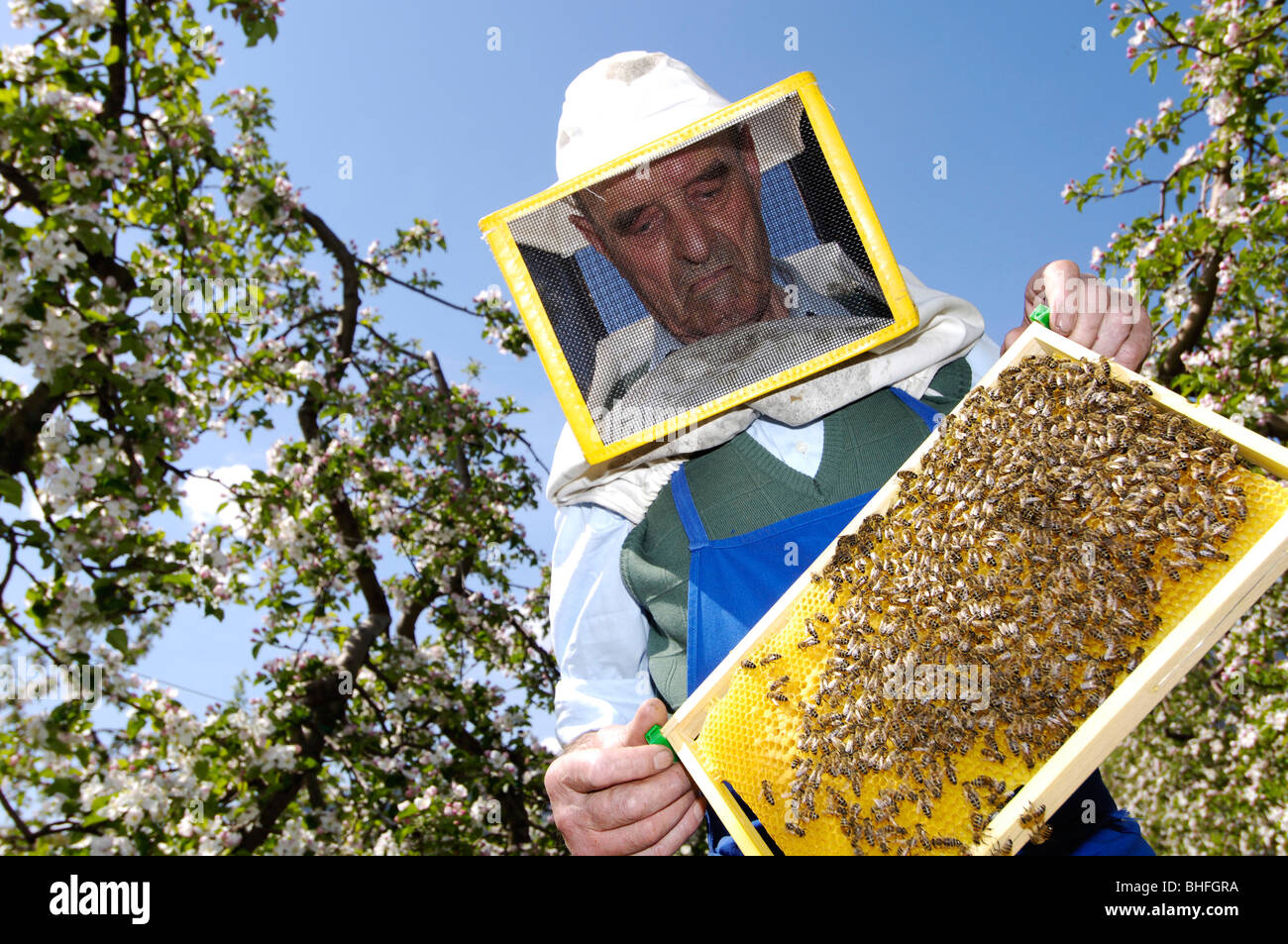 Avec l'Apiculteur, en nid d'abeilles, apiculteur, Tyrol du Sud, Italie Banque D'Images