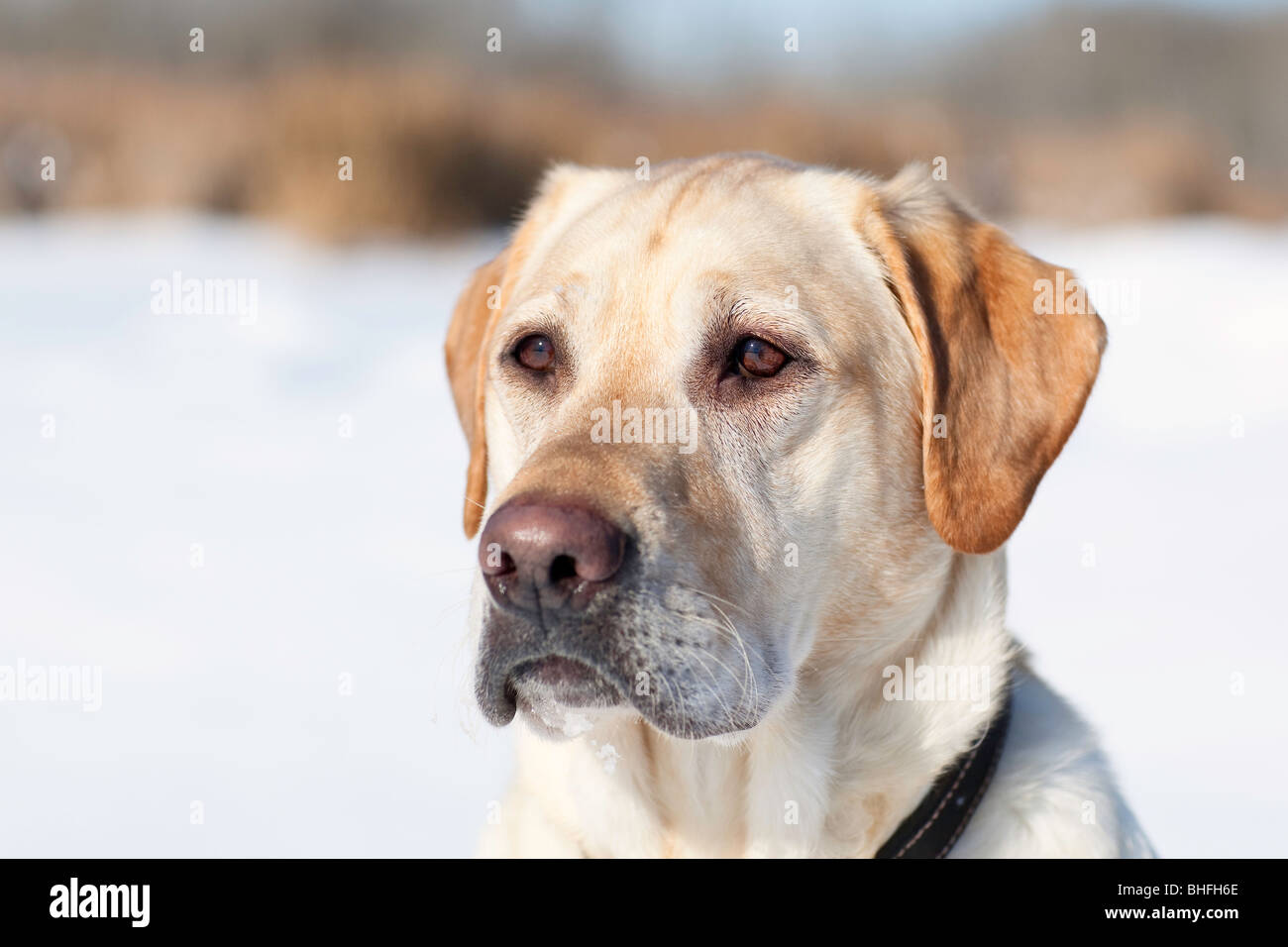 Mâle adulte Labrador Retriever jaune dans une configuration d'hiver. La forêt Assiniboine, Winnipeg, Manitoba, Canada. Banque D'Images