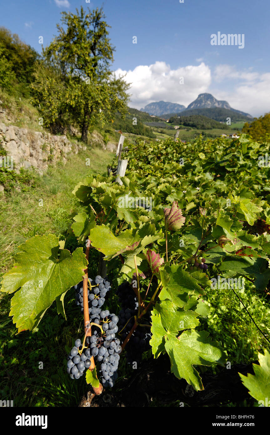 Les vignes avec vignes et raisins rouges, Oachner Tschafon, sentiers, Voels am Schlern, Fie allo Sciliar, Tyrol du Sud, Italie Banque D'Images