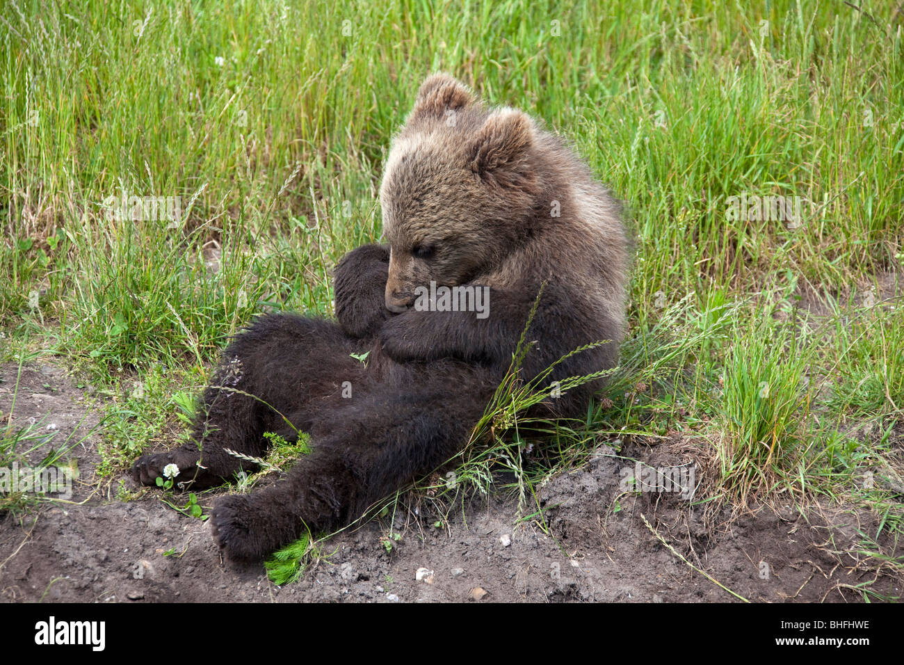 L'ours brun (Ursus arctos). Cub lying on meadow lors de l'inspection de son ventre. Banque D'Images