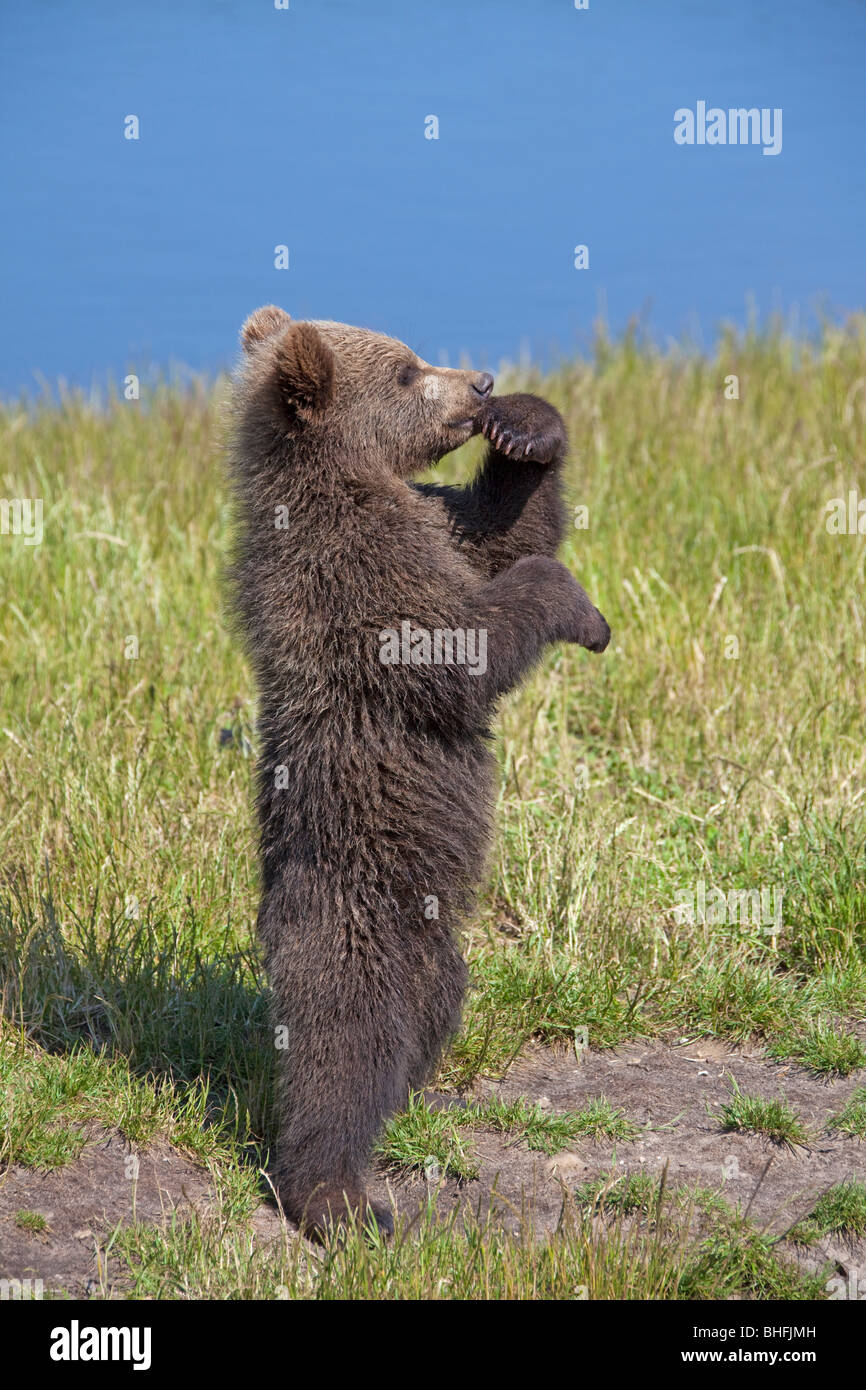 L'ours brun (Ursus arctos). Cub debout sur ses pattes sur une prairie tout en regardant autour de lui. Banque D'Images