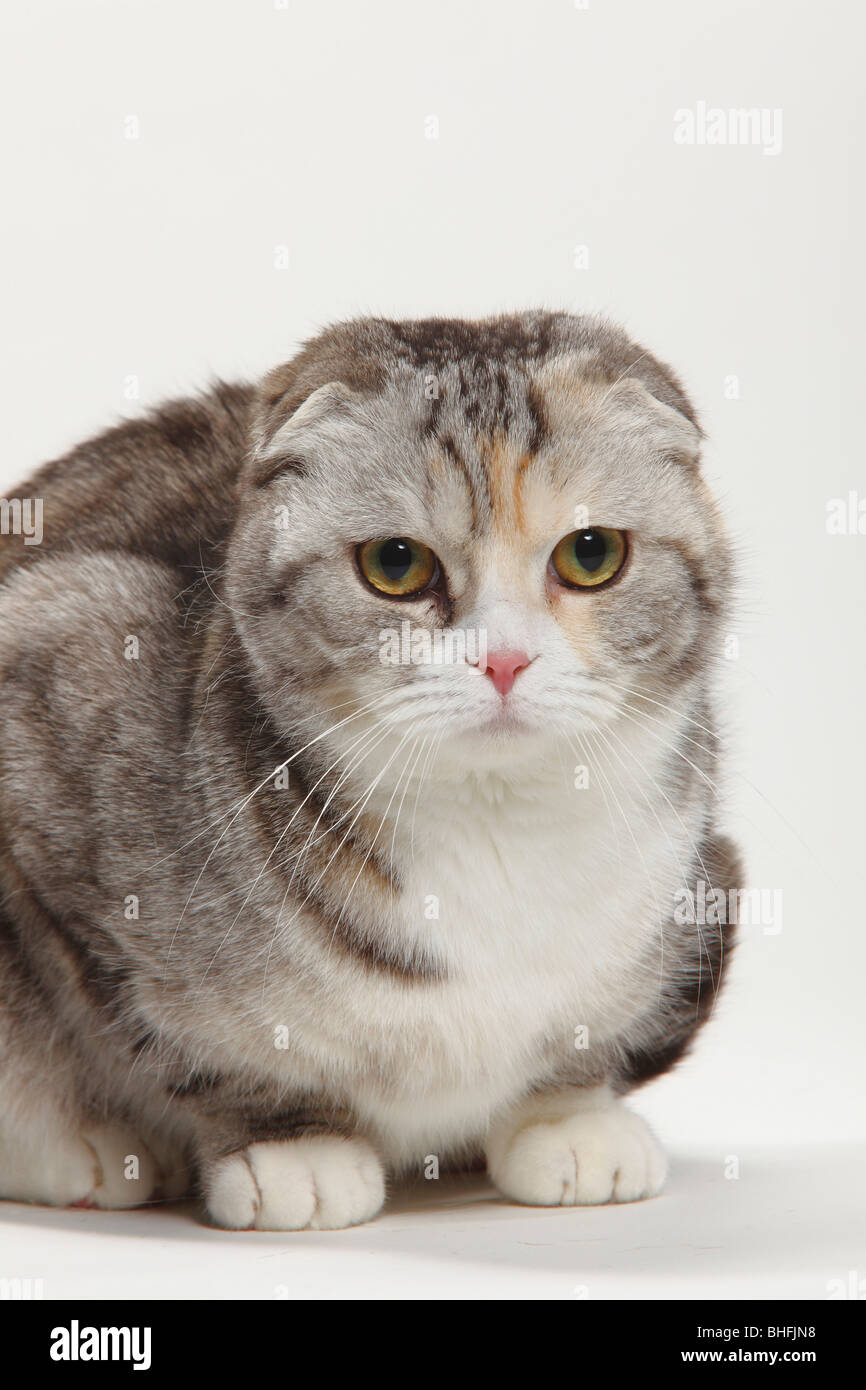 Scottish Fold Banque D'Images