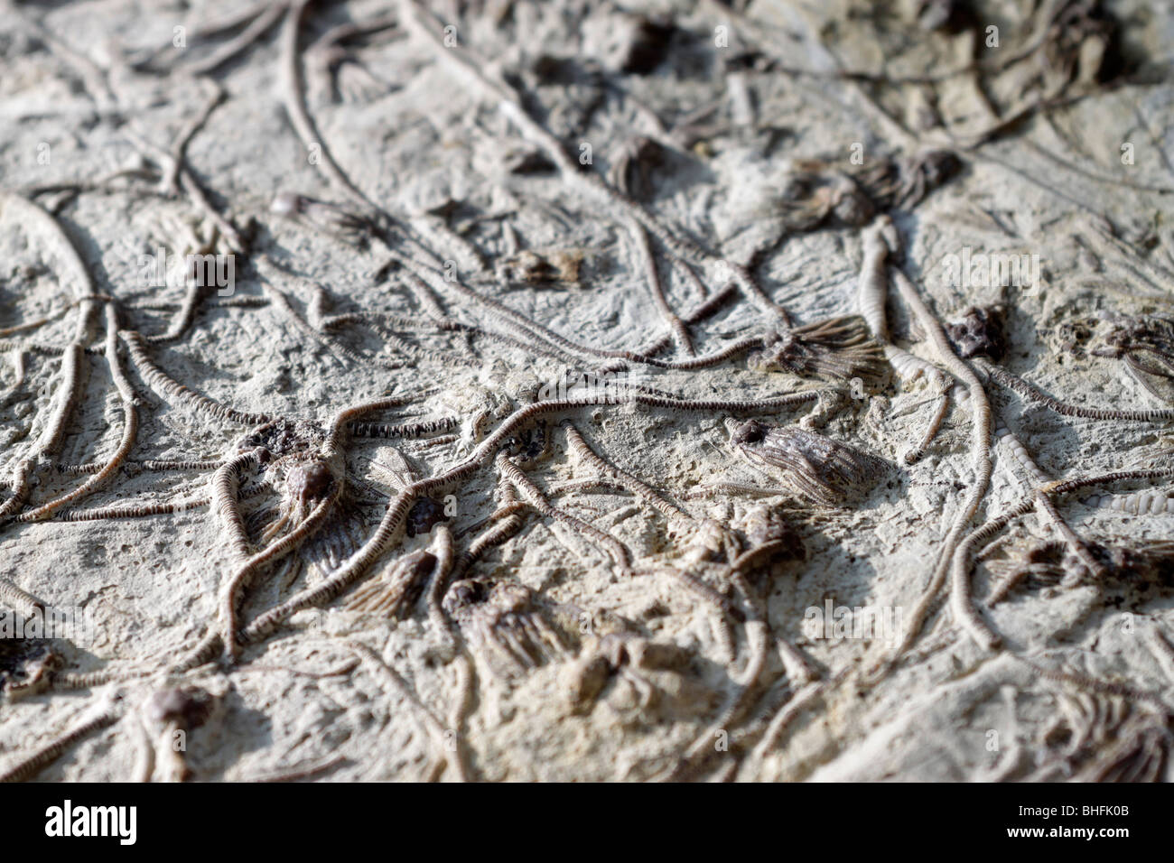 Des fossiles de crinoïdes, Iowa Banque D'Images