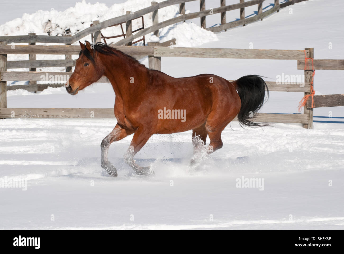 Photo de cheval arabe à travers l'enclos de neige. Banque D'Images
