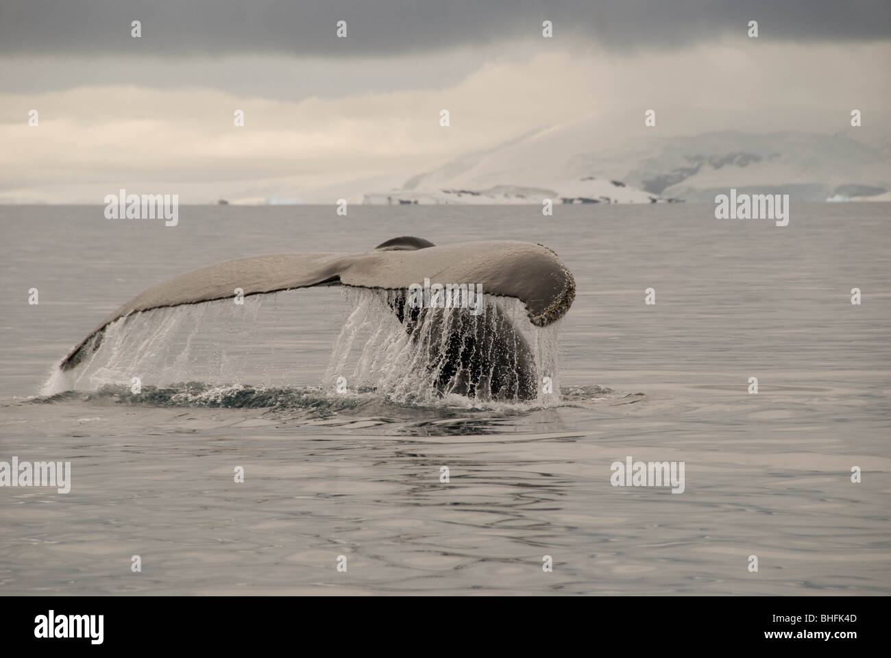 Une baleine à bosse (Megaptera novaeangliae) plongées. Péninsule antarctique. Banque D'Images