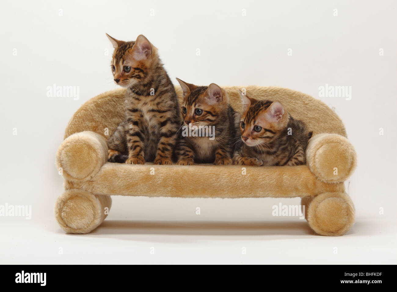 Les chats, chatons Bengal, 8 semaines Banque D'Images