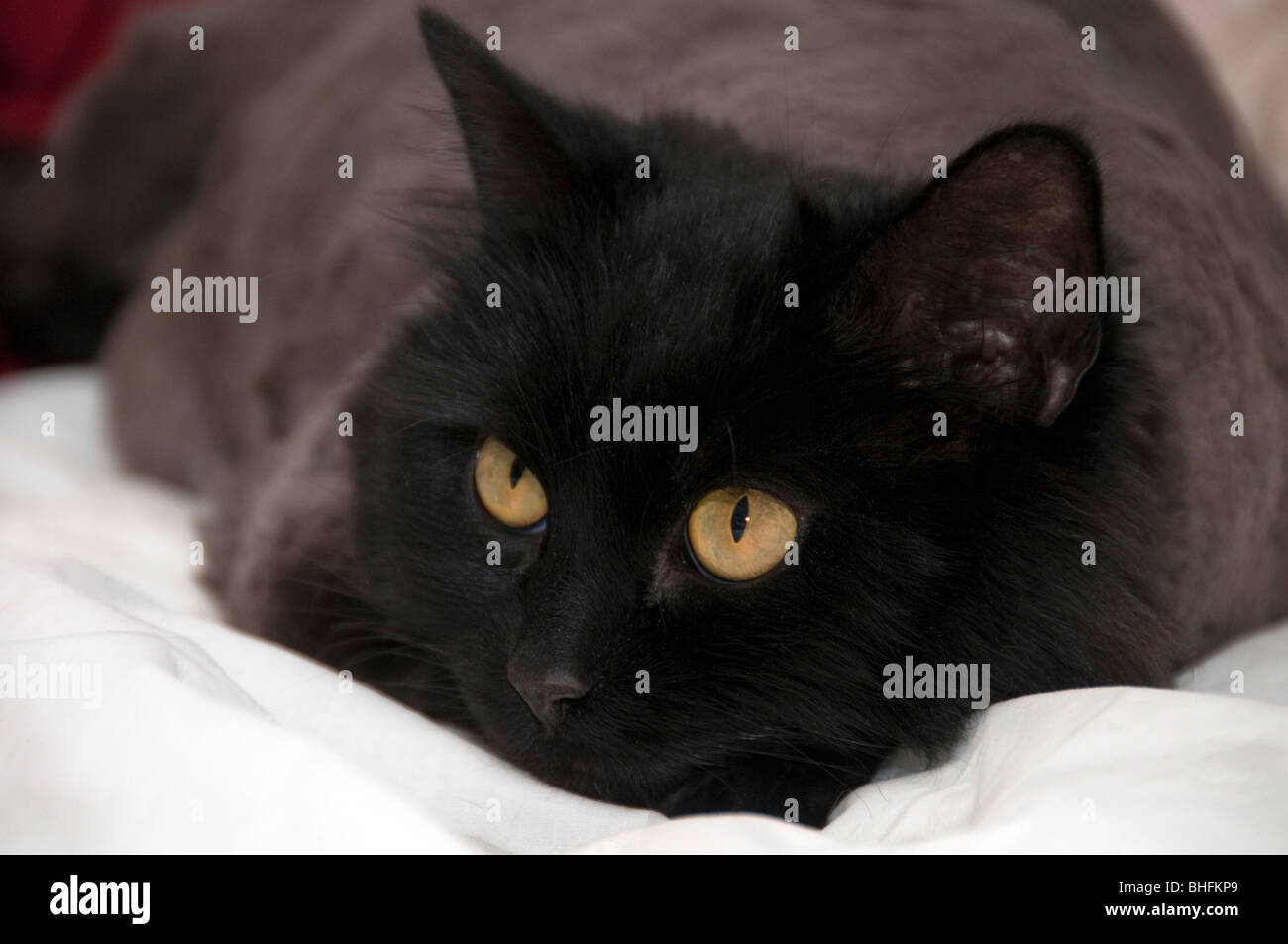 Chat noir sur feuille blanche. Banque D'Images