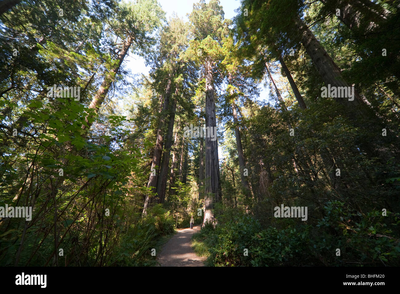 Sentier de randonnée dans le parc national de Redwood en Californie, Etats-Unis Banque D'Images