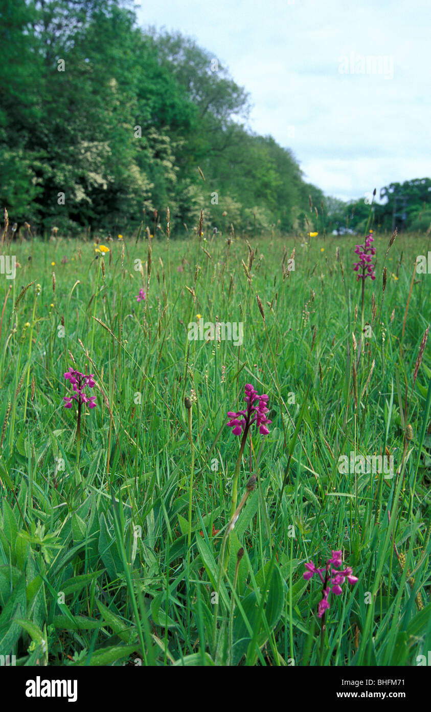 Green Winged Orchid in meadow Meadow at Cribbs traditionnel National Nature Reserve Leicestershire Angleterre Mai 2000 Banque D'Images