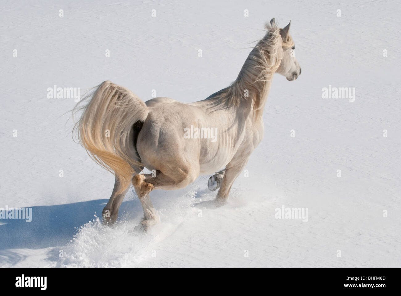 Photo prise au dessus et derrière un cheval arabe blanc tournant dans la neige fraîche, la crinière et la queue battant. Banque D'Images