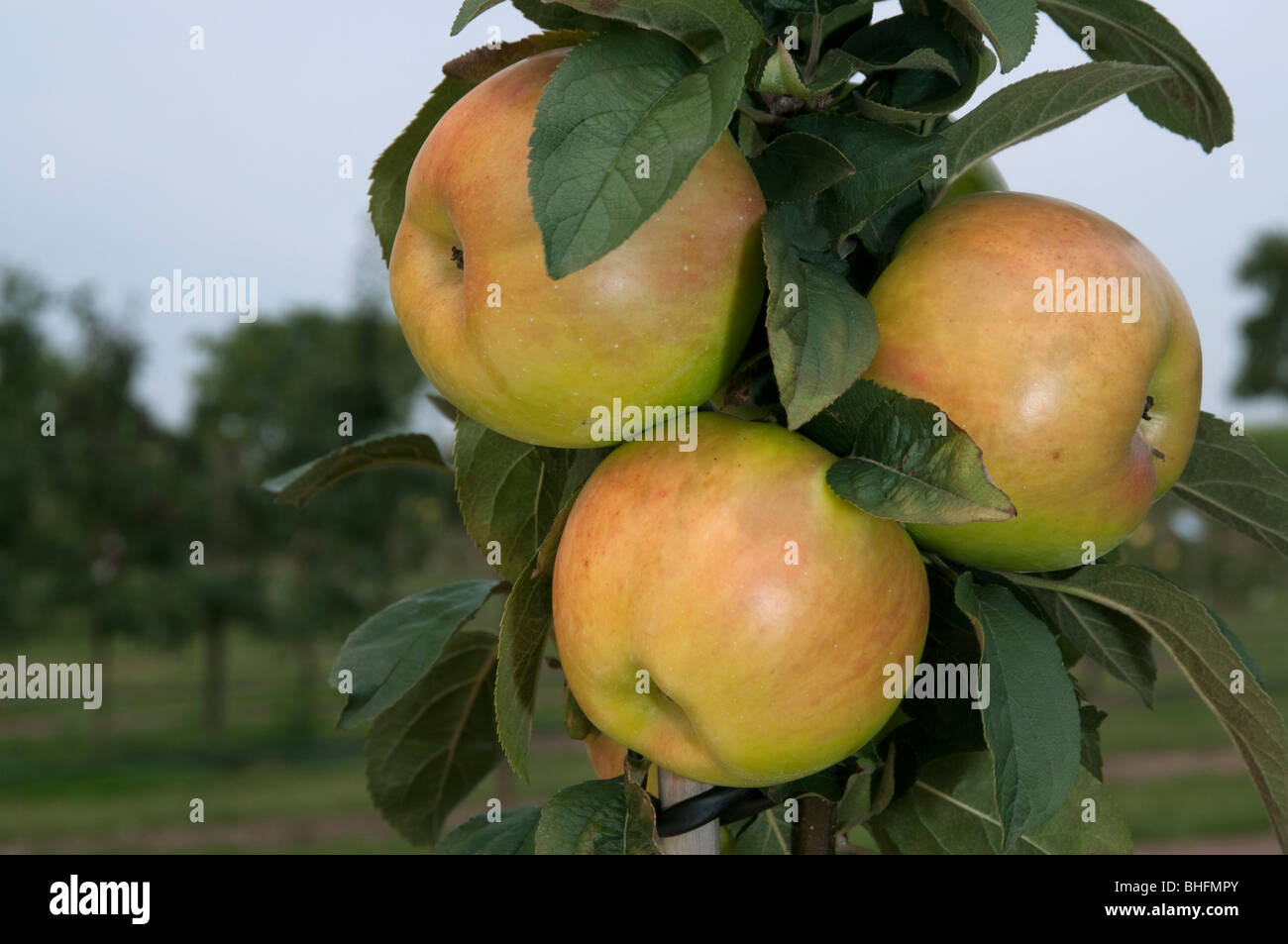 Pommier (Malus domestica), variété : Brettacher, pommes sur un arbre. Banque D'Images