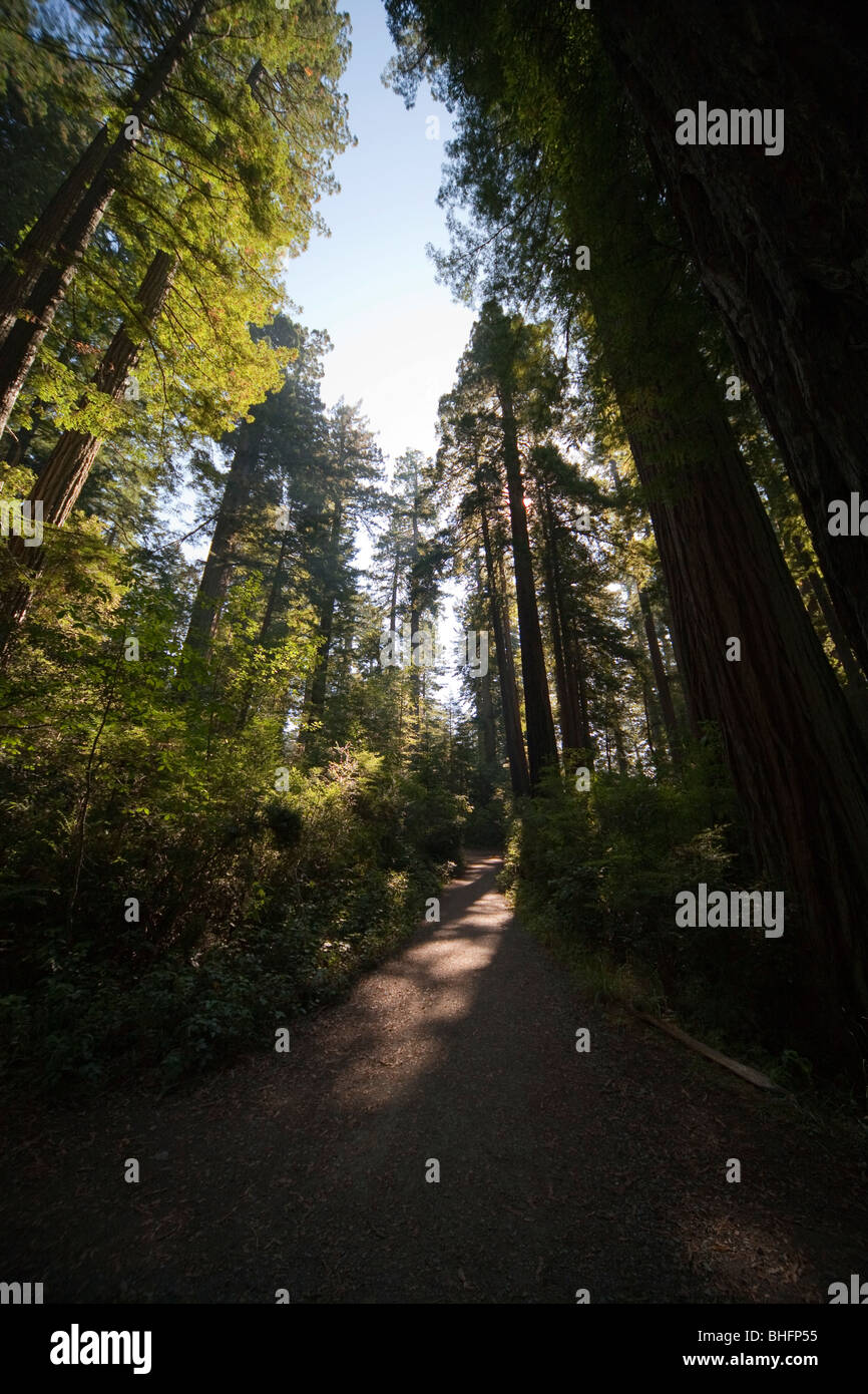 Sentier de randonnée dans le parc national de Redwood en Californie, Etats-Unis Banque D'Images
