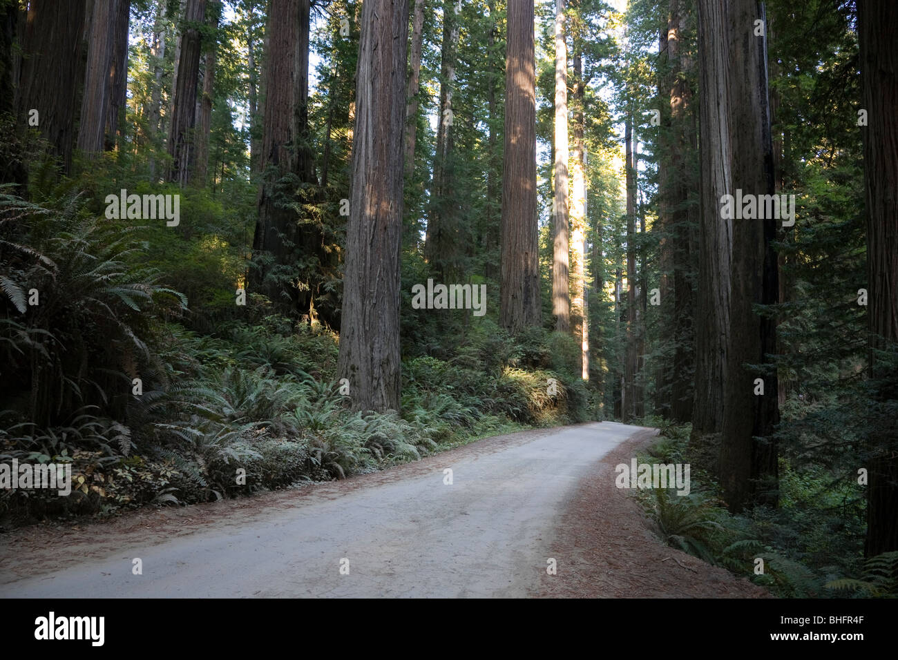 Chemin à travers la route Parc national de Redwood en Californie, Etats-Unis Banque D'Images