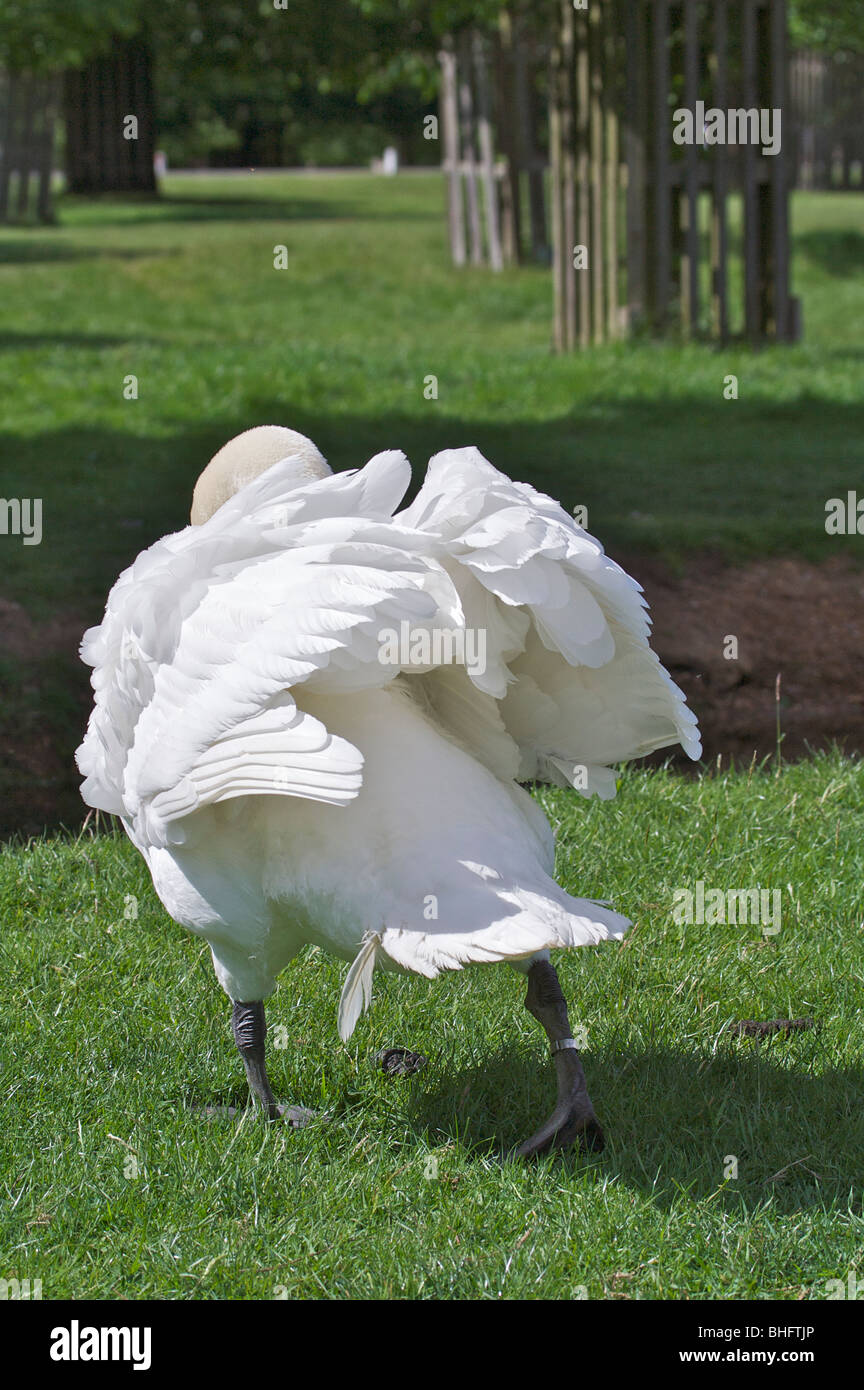 White Swan en sourdine ses plumes ébouriffant Banque D'Images