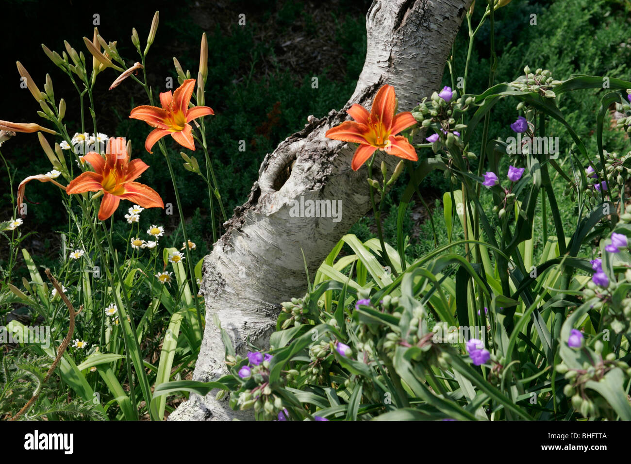 Les hémérocalles spider Lily worts bouleau Caoe Cod Massachusetts Banque D'Images